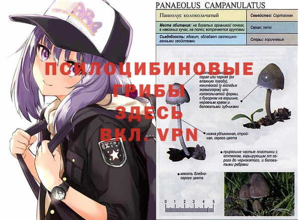 прущие грибы Горнозаводск
